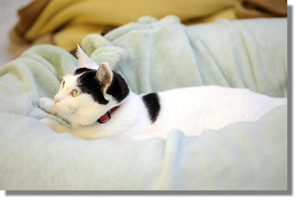 うちのとらまる