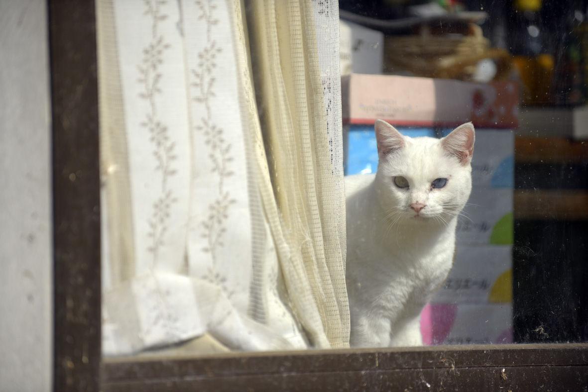Amazon.co.jp: しろさびとまっちゃん 福島の保護猫と松村さんの