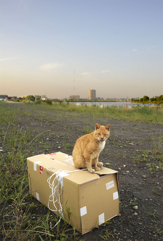 うちのとらまる