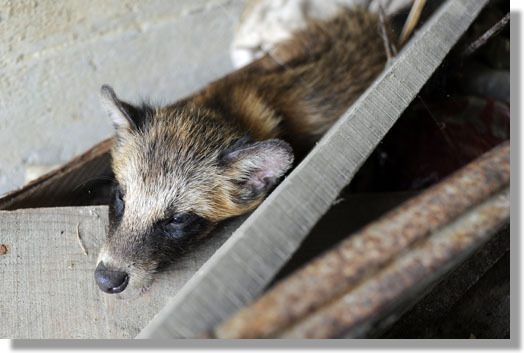 うちのとらまる