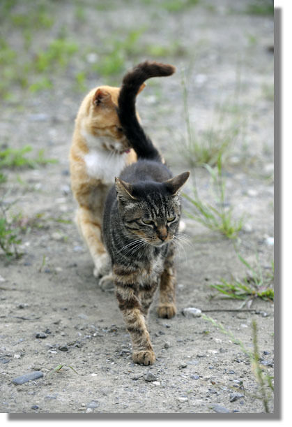 うちのとらまる