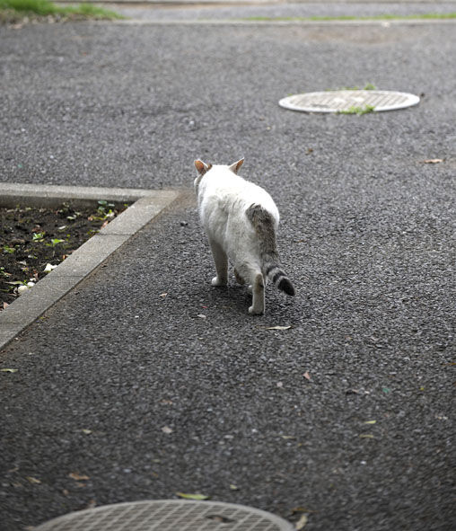 うちのとらまる