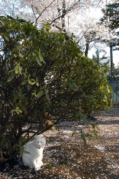 うちのとらまる