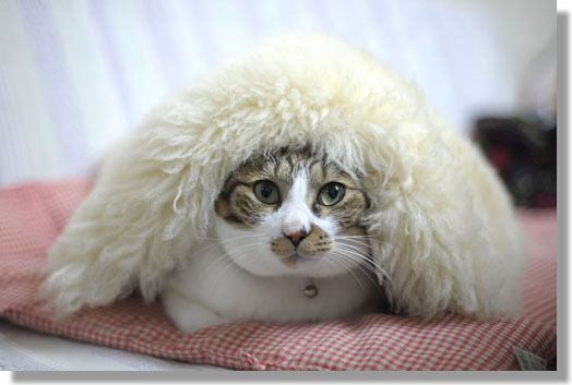 うちのとらまる