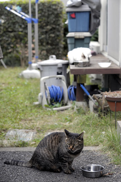 うちのとらまる