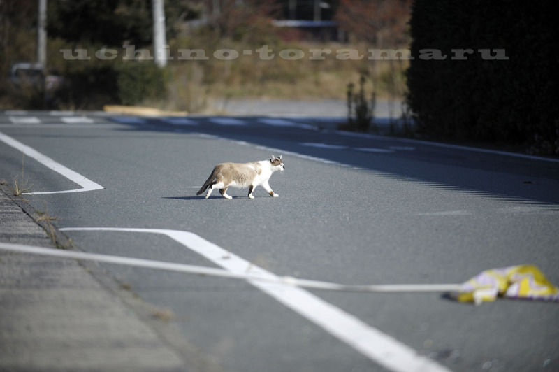 うちのとらまる