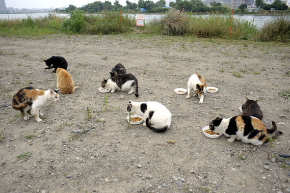 うちのとらまる