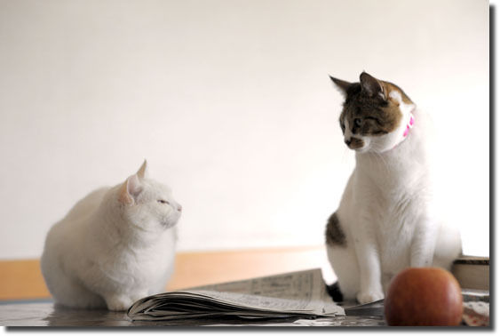 うちのとらまる