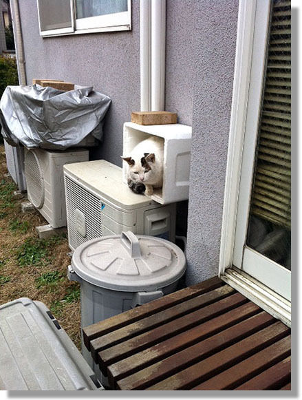 うちのとらまる