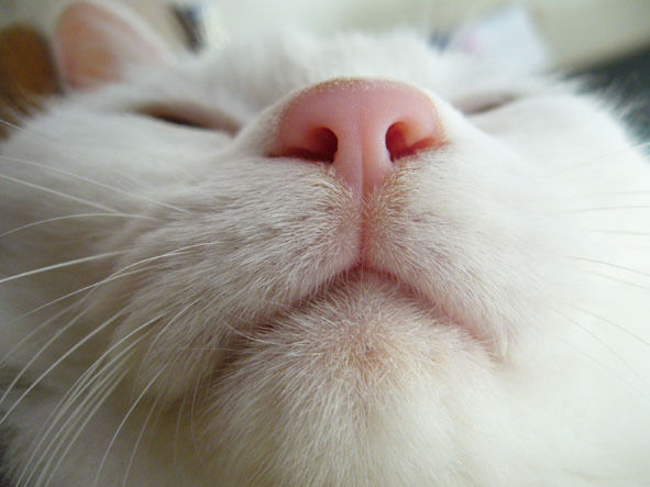 うちのとらまる