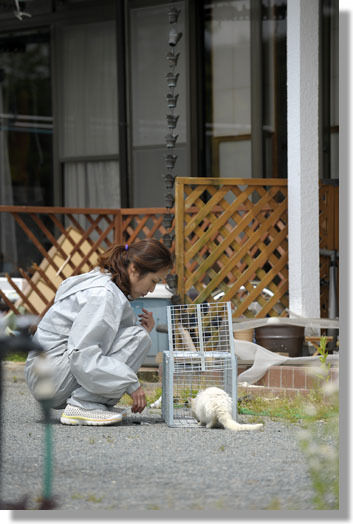うちのとらまる