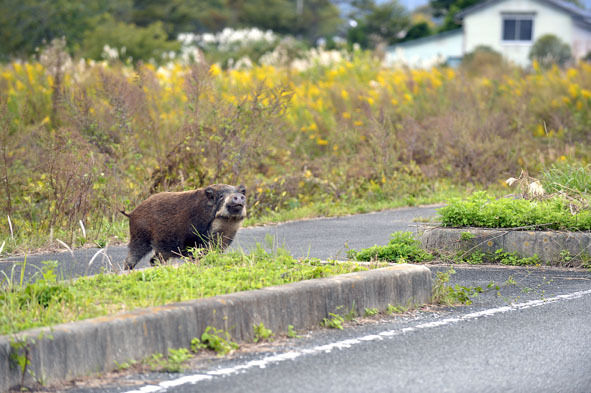 うちのとらまる