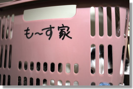 うちのとらまる