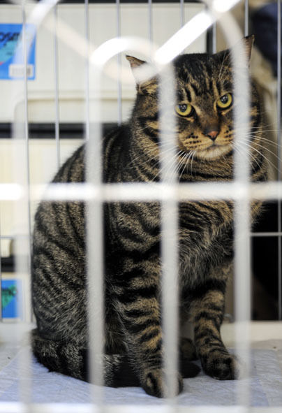 うちのとらまる