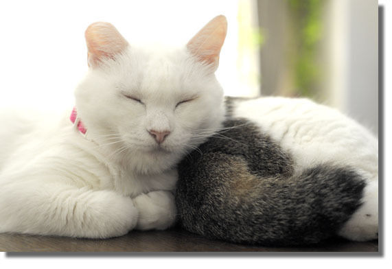 うちのとらまる