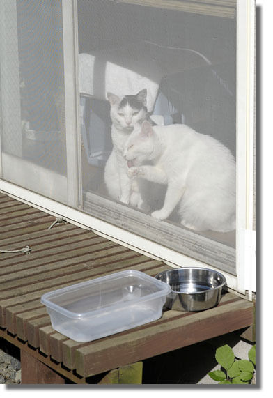 うちのとらまる