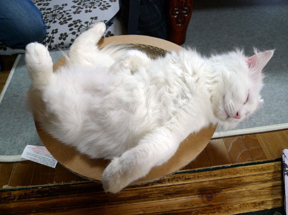 うちのとらまる