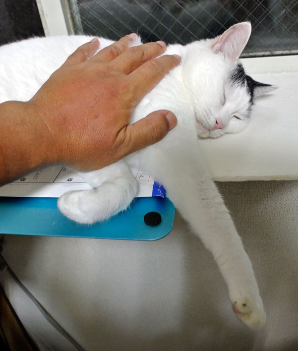 うちのとらまる