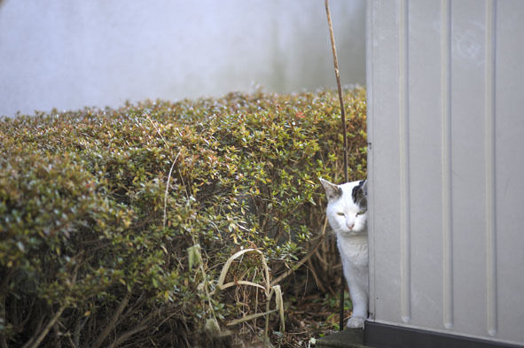 うちのとらまる