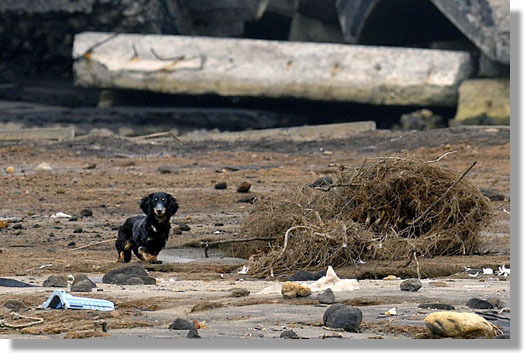 うちのとらまる