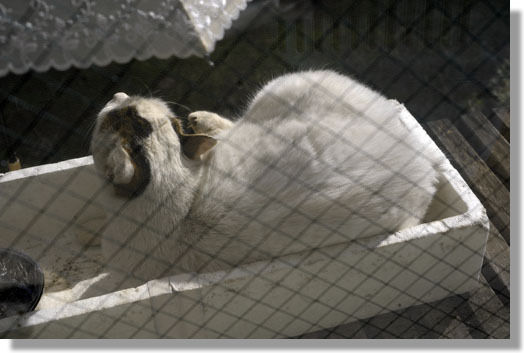 うちのとらまる