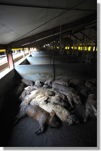 うちのとらまる