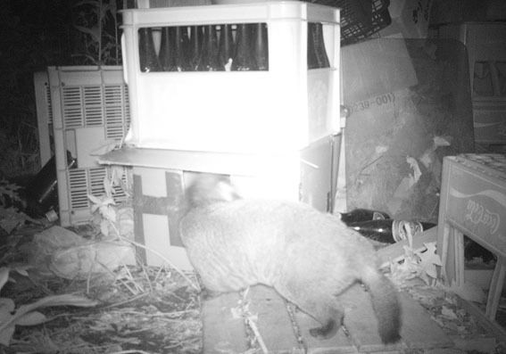 うちのとらまる