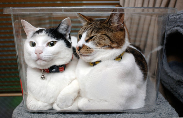 うちのとらまる