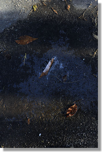 うちのとらまる