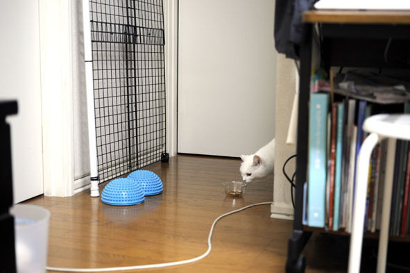 うちのとらまる