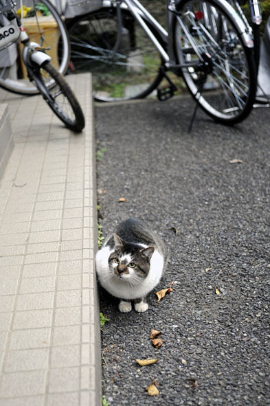 うちのとらまる