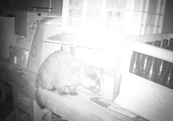 うちのとらまる