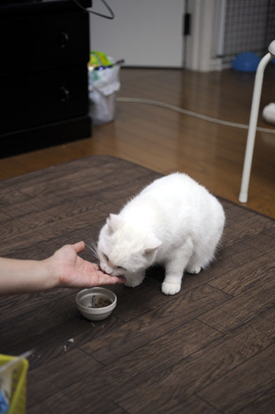 うちのとらまる