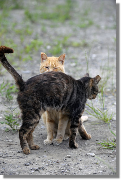 うちのとらまる