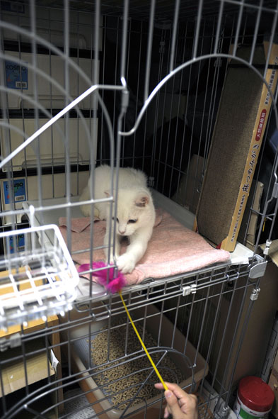 うちのとらまる