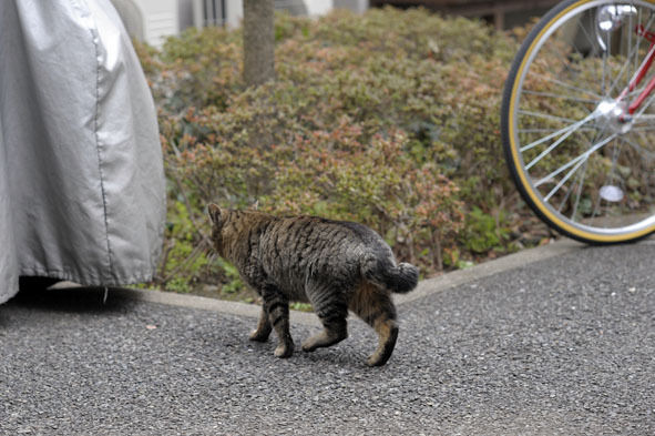 うちのとらまる