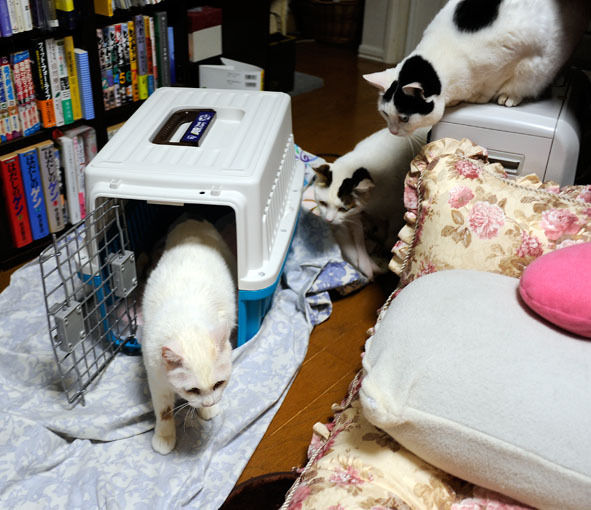 うちのとらまる