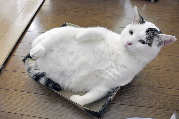 うちのとらまる
