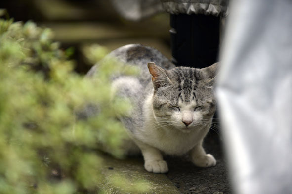 うちのとらまる