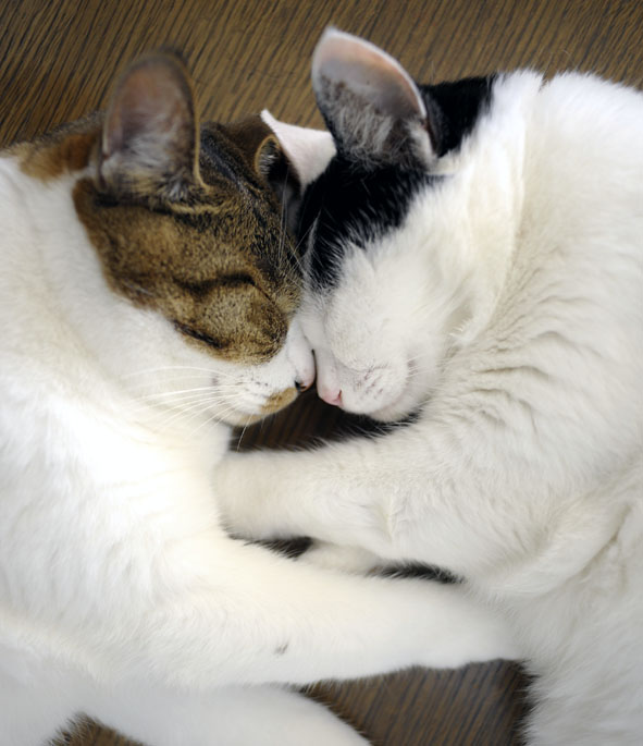 うちのとらまる