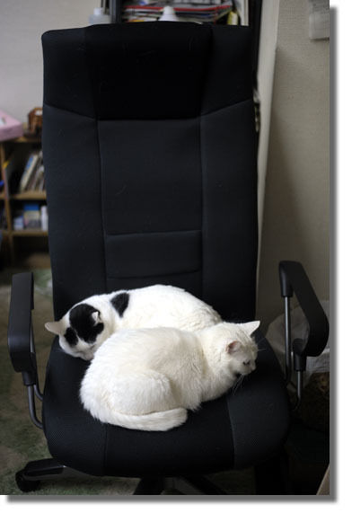 うちのとらまる