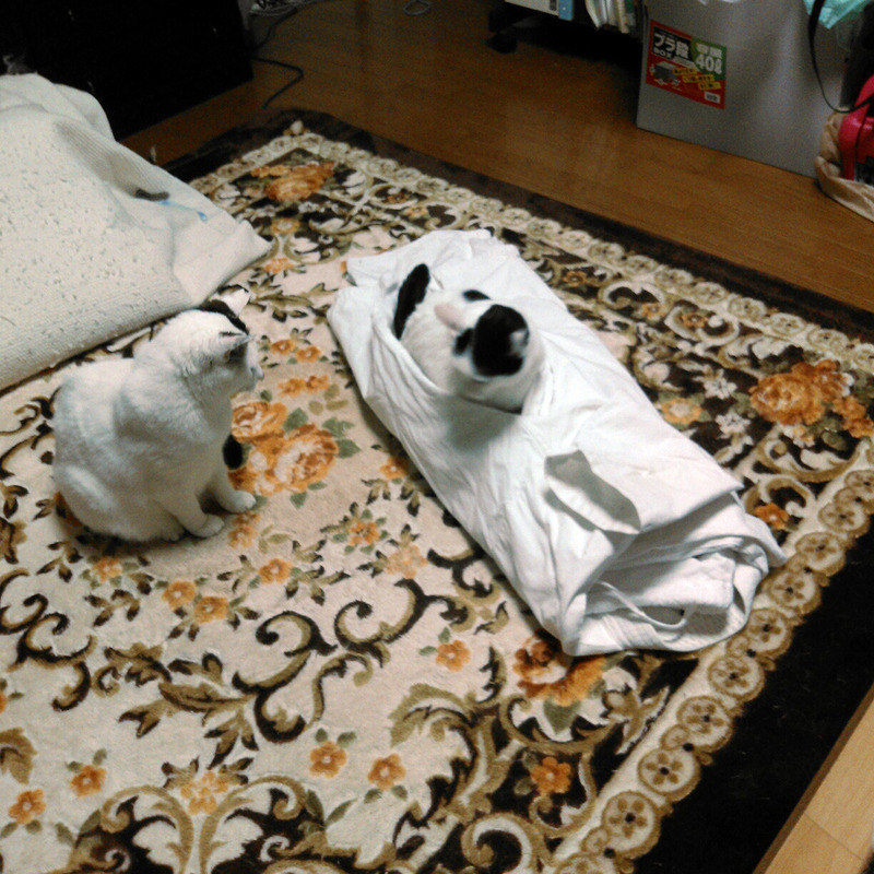 l2013-05-08-18-48-53_photo