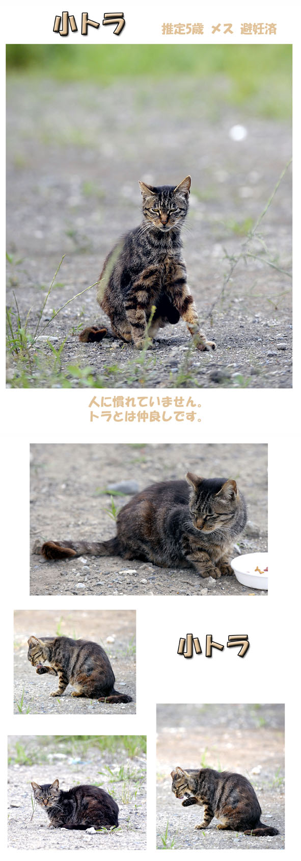 うちのとらまる