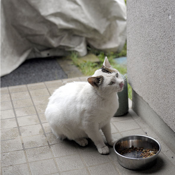 うちのとらまる
