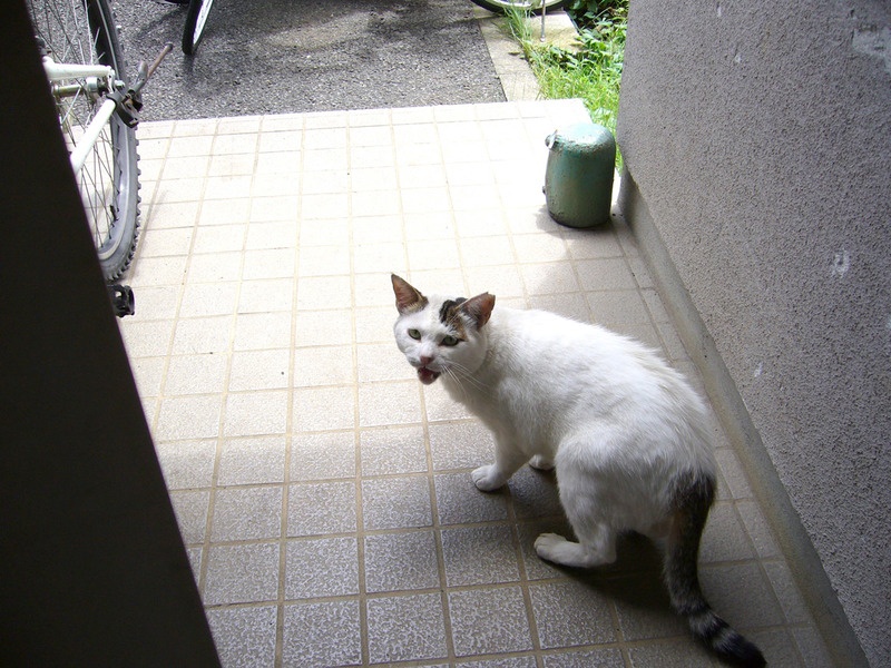 l毎回必ずシャーする