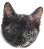 スモールひらめ