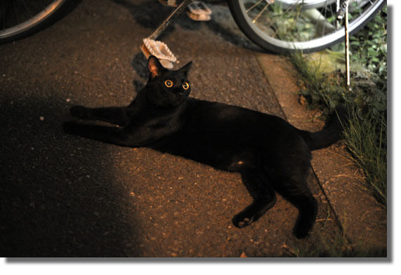 うちのとらまる