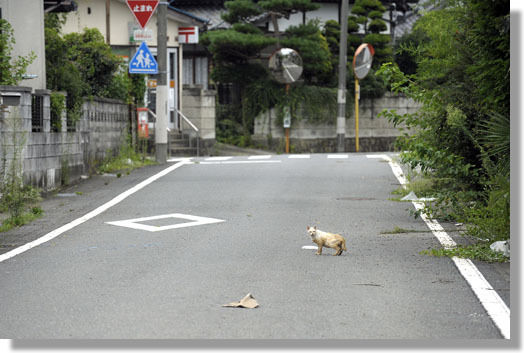 うちのとらまる
