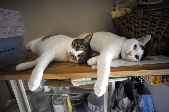 うちのとらまる