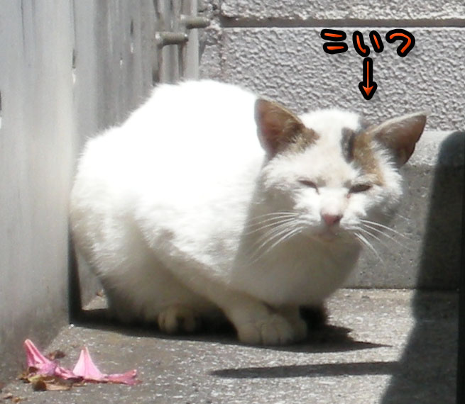 うちのとらまる